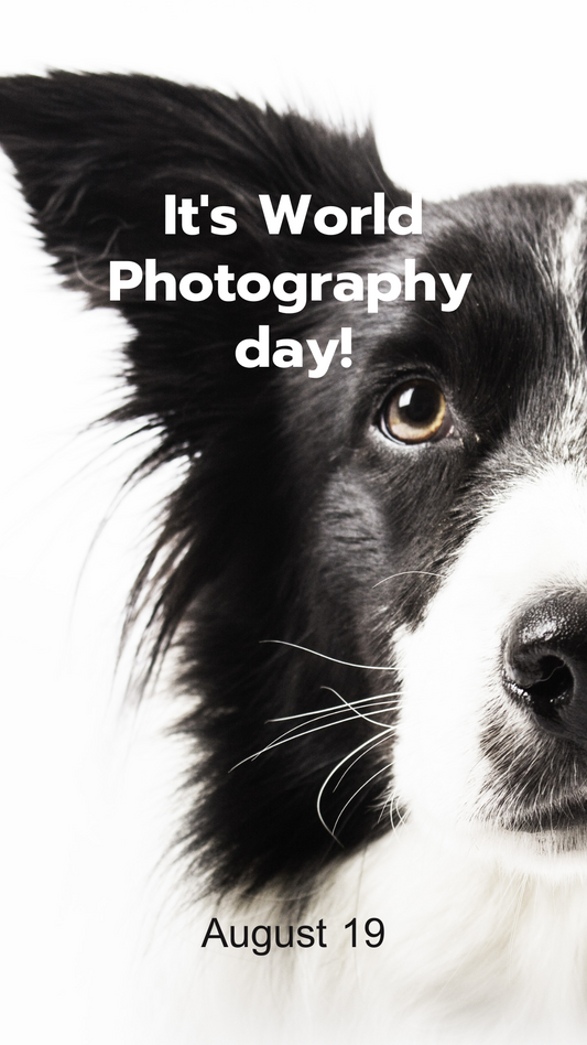 Paw-traits That Last a Lifetime: Celebrating World Photography Day With Your Dog 📸🐾