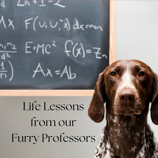 The Laws of Canine Living: A Dog’s Guide to Pure Happiness
