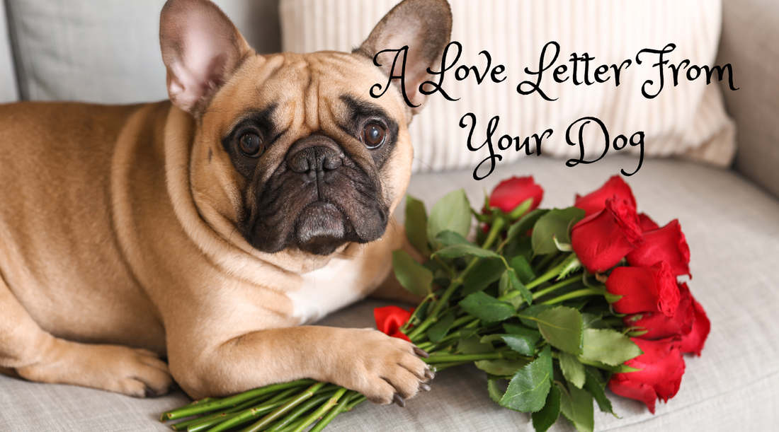 A Love Letter From Your Dog