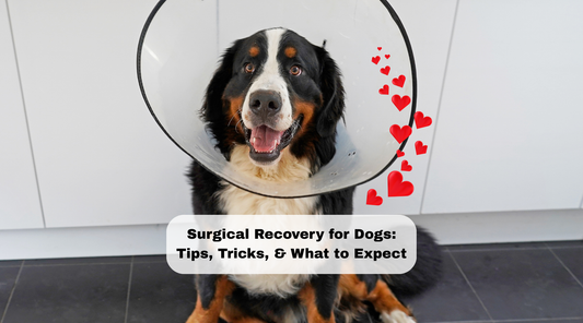 Surgical Recovery for Dogs: Tips, Tricks, & What to Expect (from a Vet Tech)