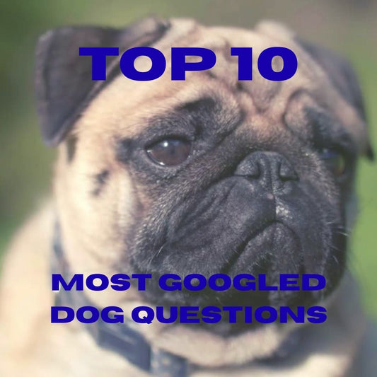 The Top 10 Most Googled Dog Questions