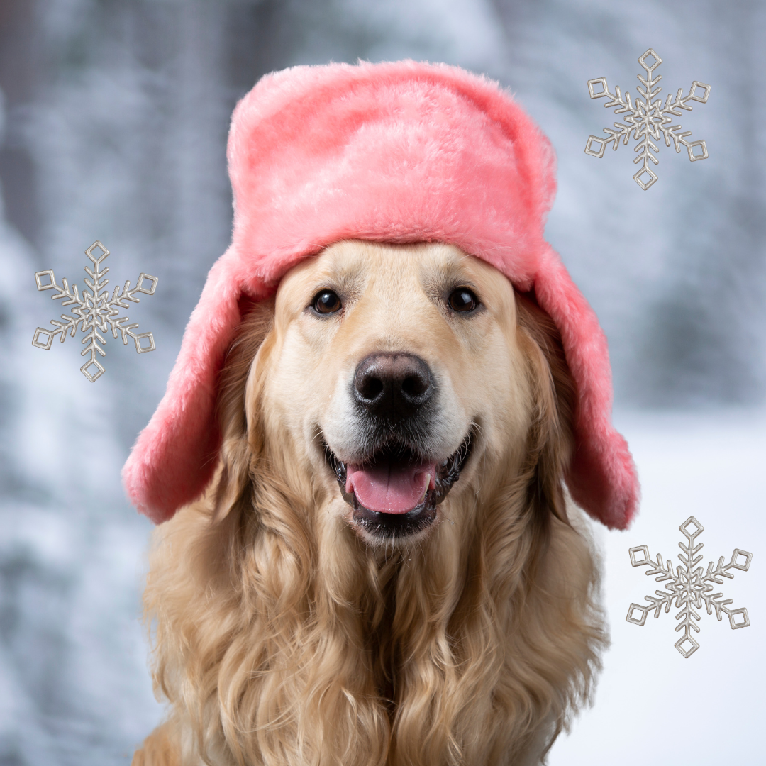 7 Tips to Keep Your Dog Safe & Happy This Winter
