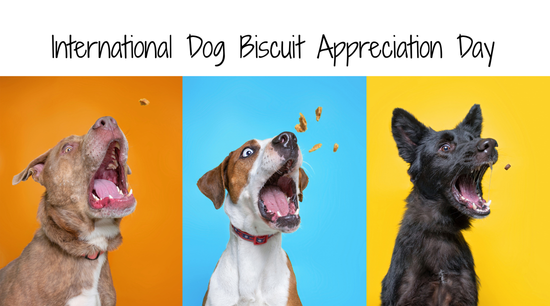 Happy International Dog Biscuit Appreciation Day!